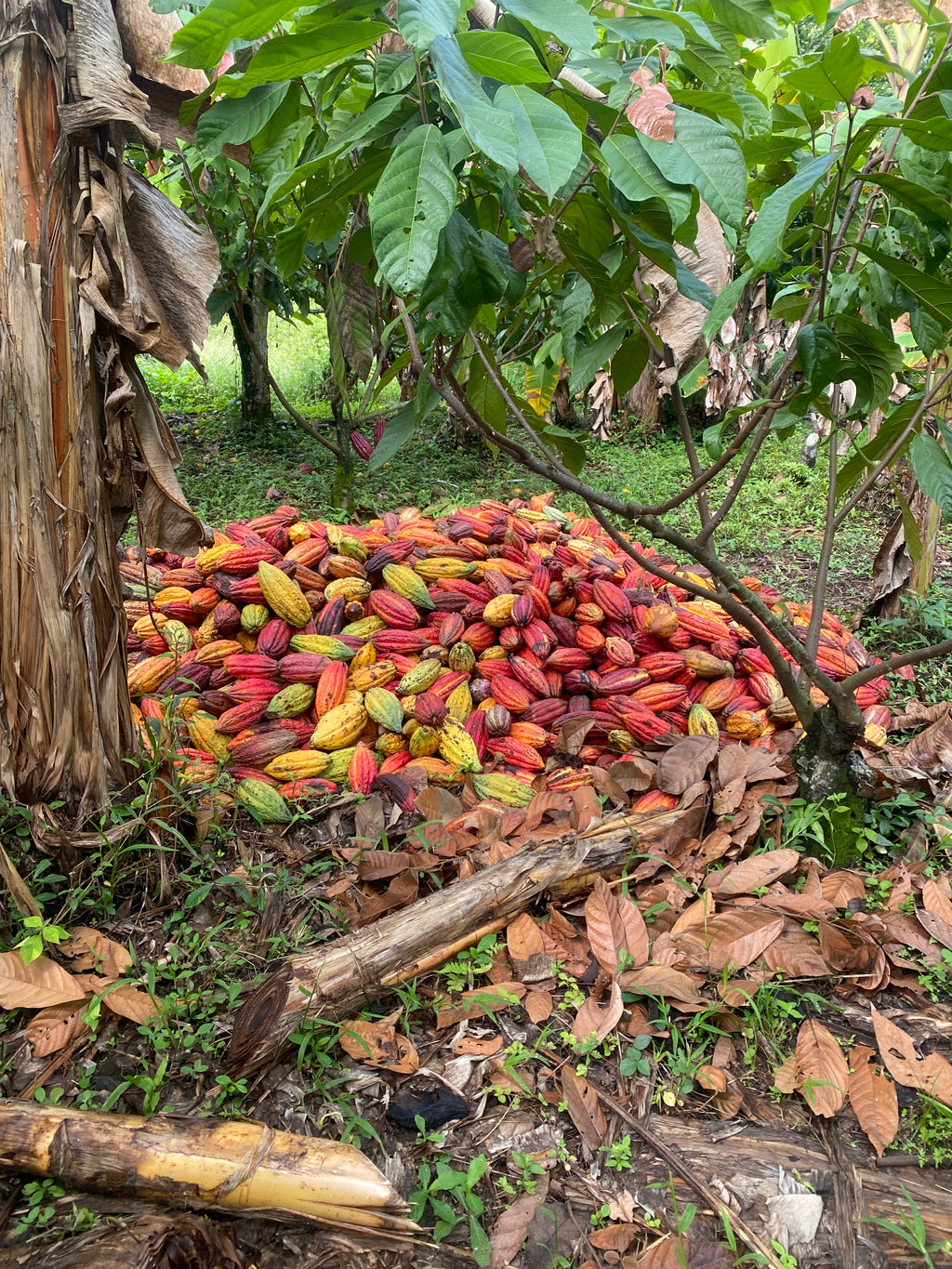 Barra de Chocolate Rio Palo