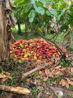 Barra de Chocolate Rio Palo