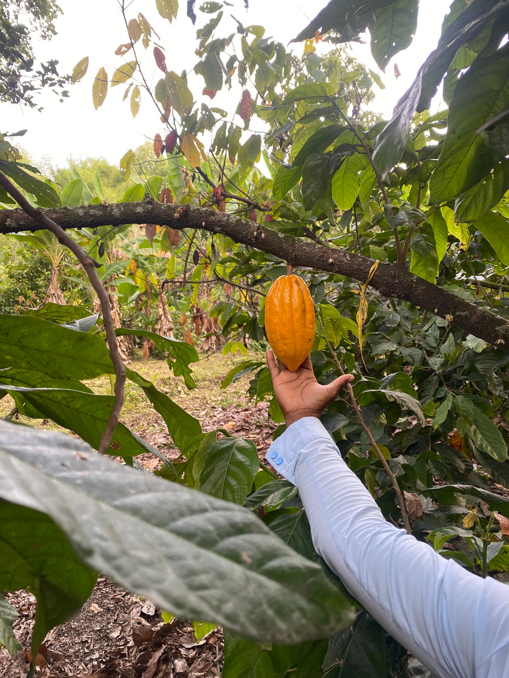 Chocolate fino RÍO PALO (70% cacao, 80 gr.)