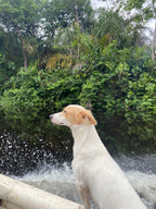 Surikí- reserva de jaguares y reconciliación