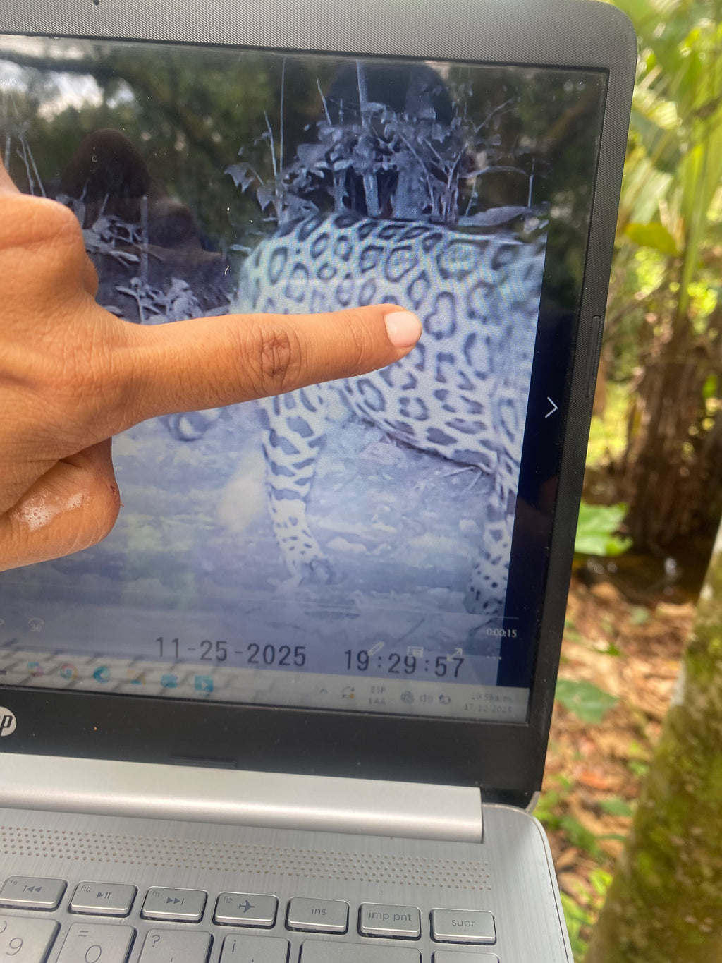 Surikí- reserva de jaguares y reconciliación