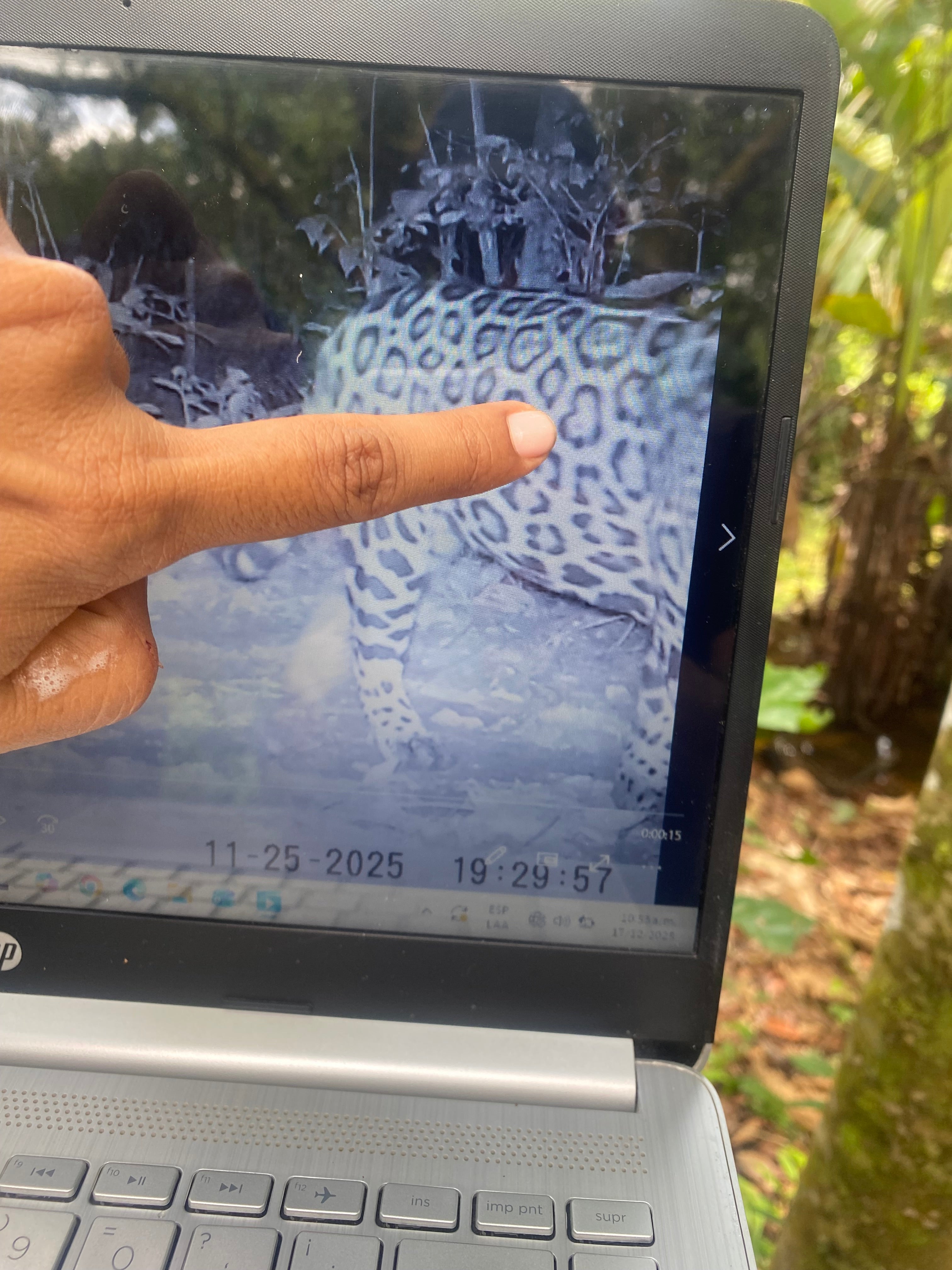 Surikí- reserva de jaguares y reconciliación