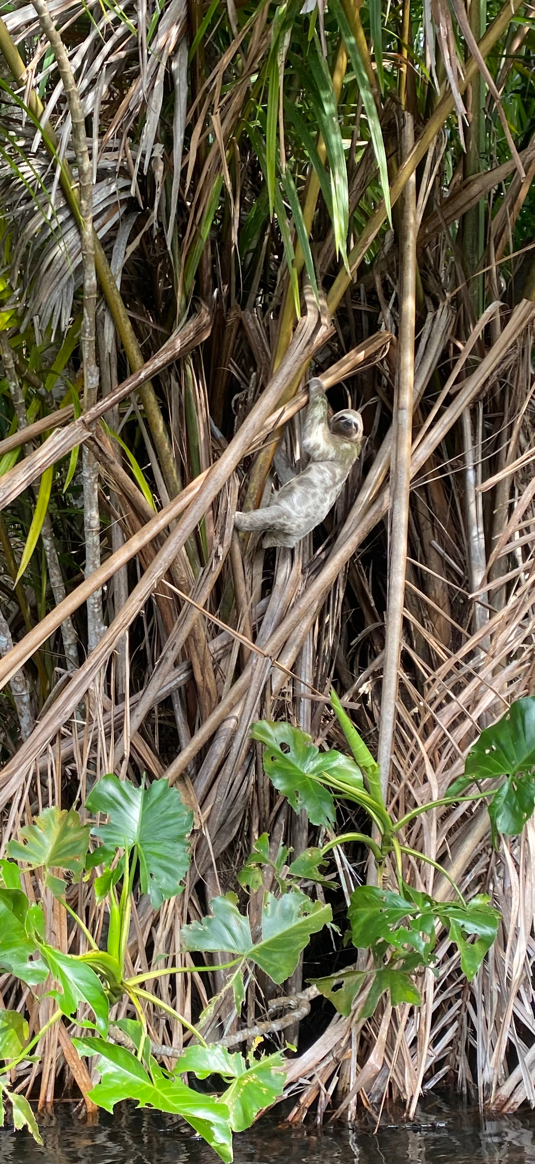 Surikí- reserva de jaguares y reconciliación