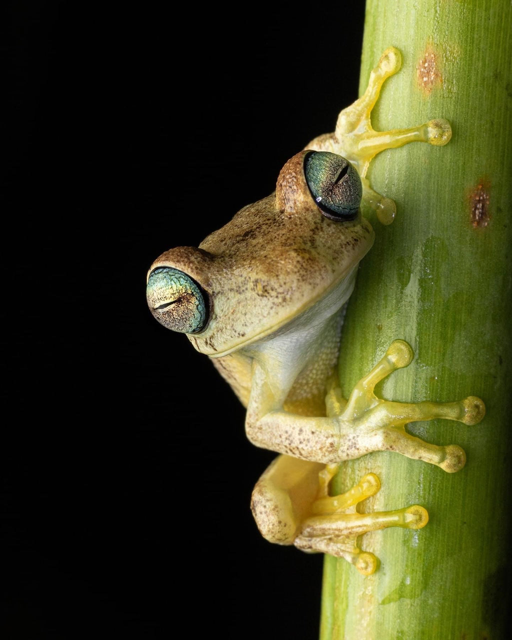 Surikí- reserva de jaguares y reconciliación