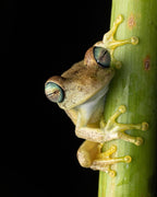 Surikí- reserva de jaguares y reconciliación