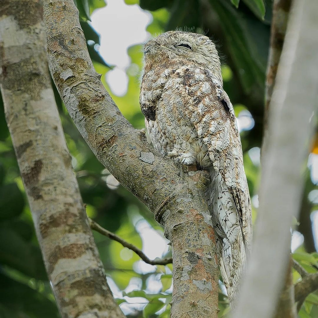Surikí- reserva de jaguares y reconciliación