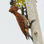 Surikí- reserva de jaguares y reconciliación