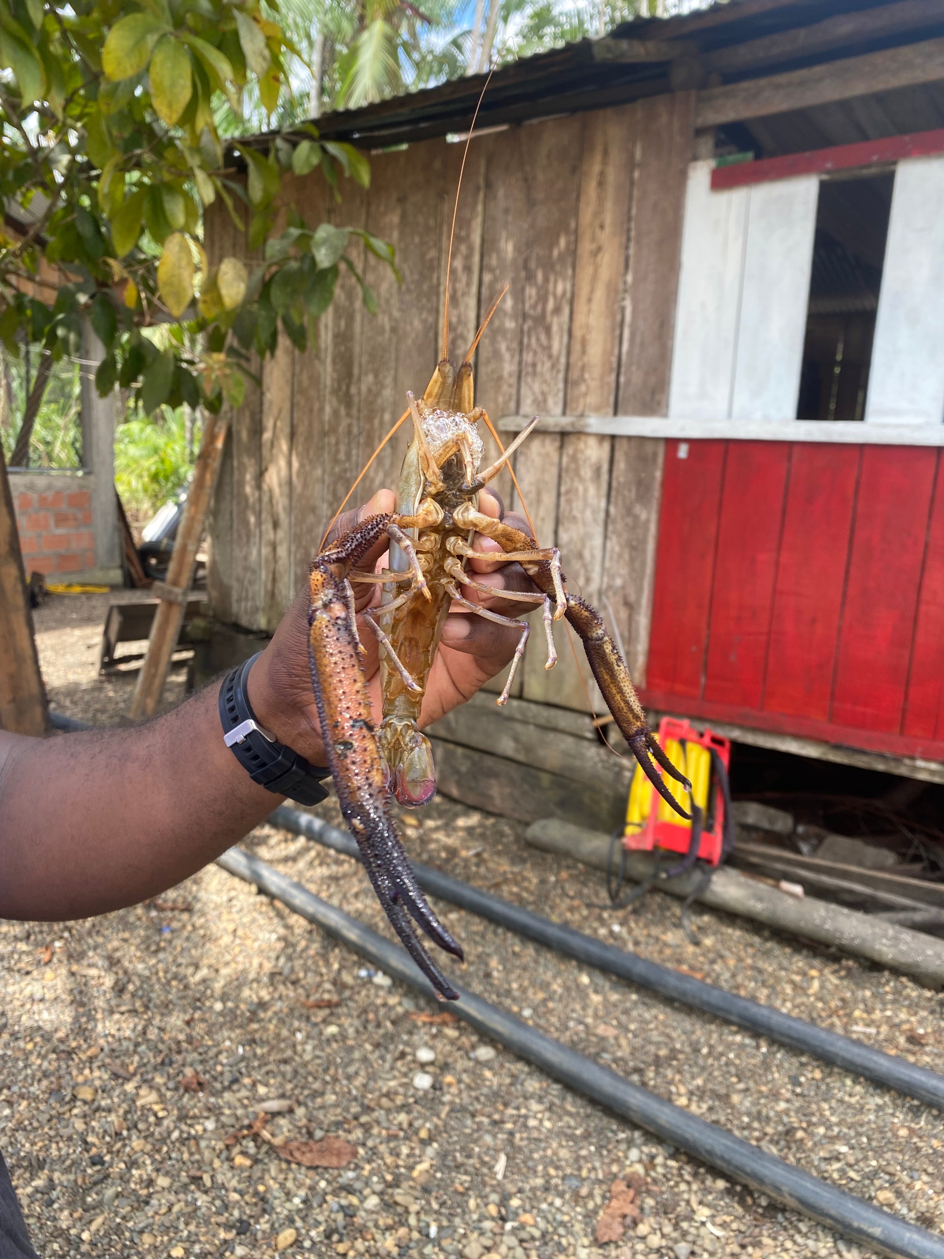 Isla Gorgona y Guapi en Semana Santa