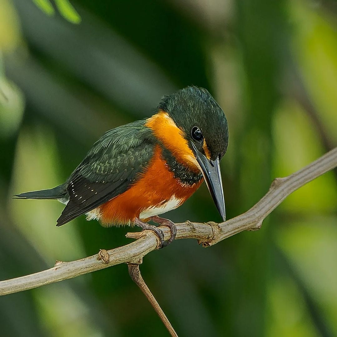 Surikí- reserva de jaguares y reconciliación