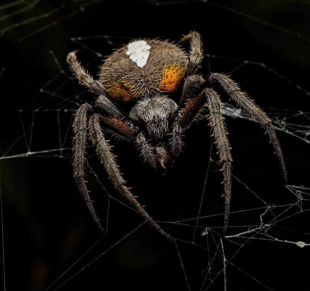 Surikí- reserva de jaguares y reconciliación