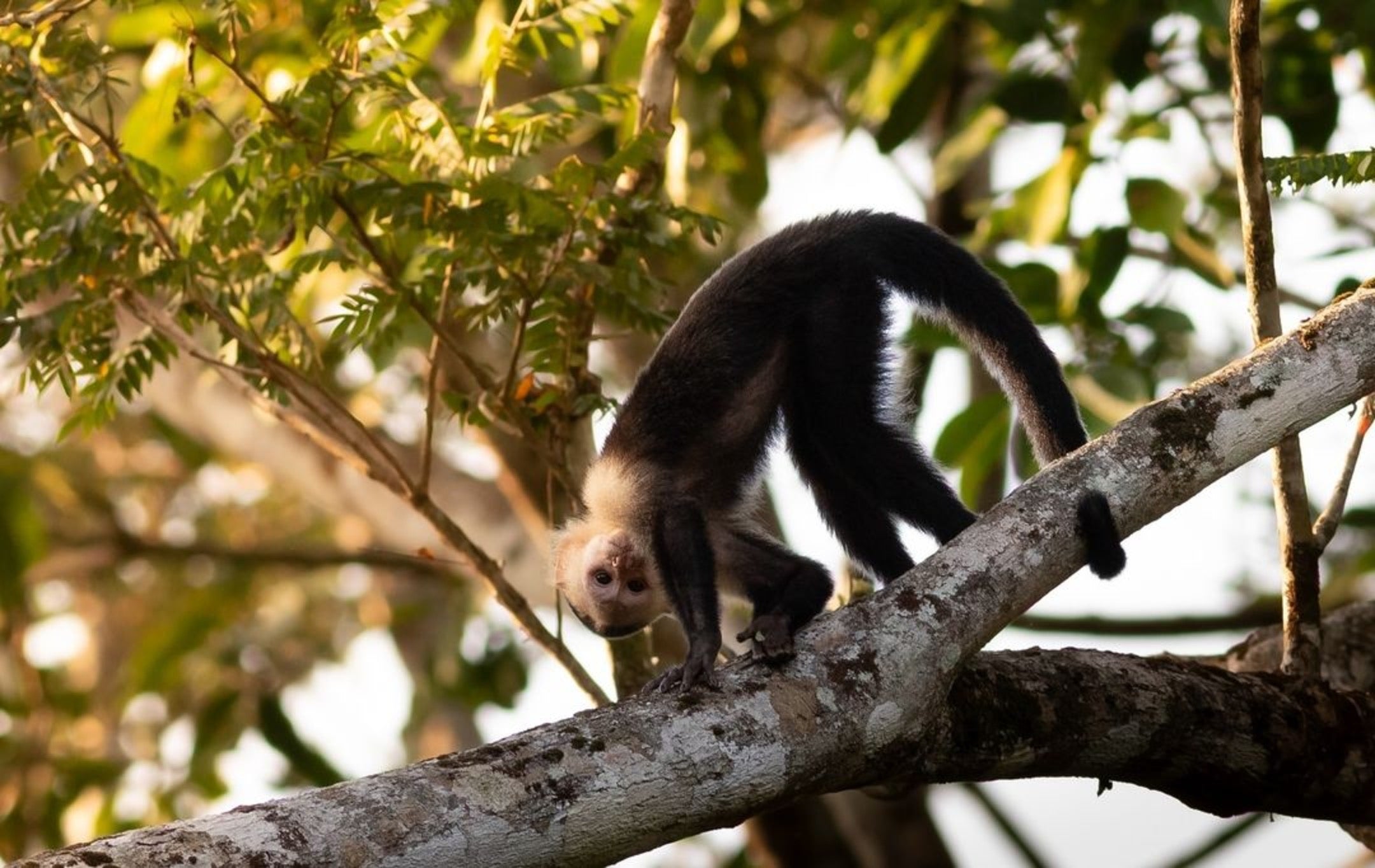 Surikí- reserva de jaguares y reconciliación