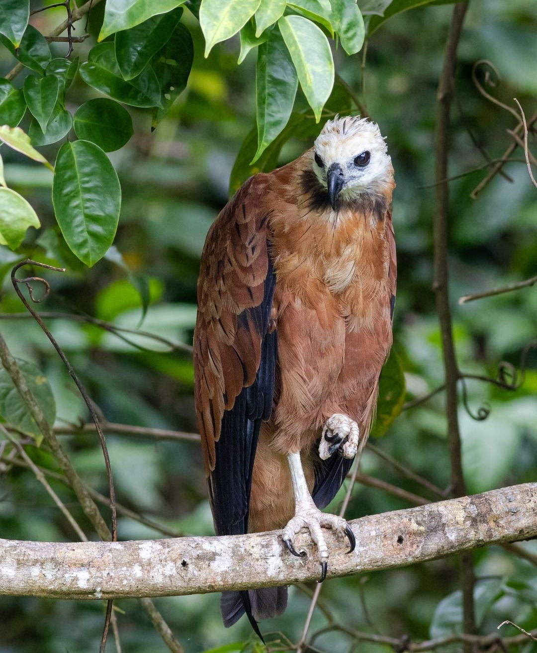 Surikí- reserva de jaguares y reconciliación