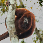 Surikí- reserva de jaguares y reconciliación