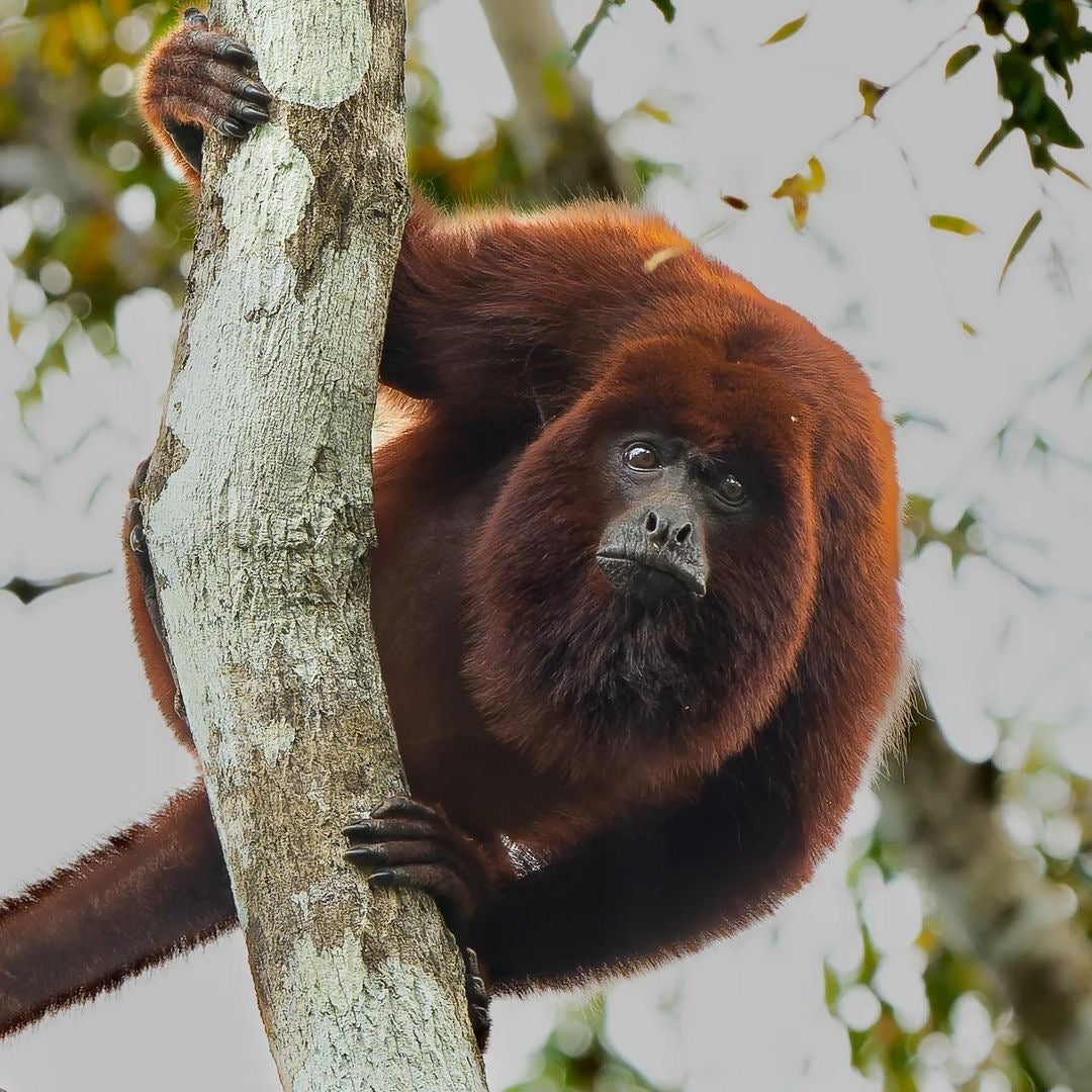 Surikí- reserva de jaguares y reconciliación