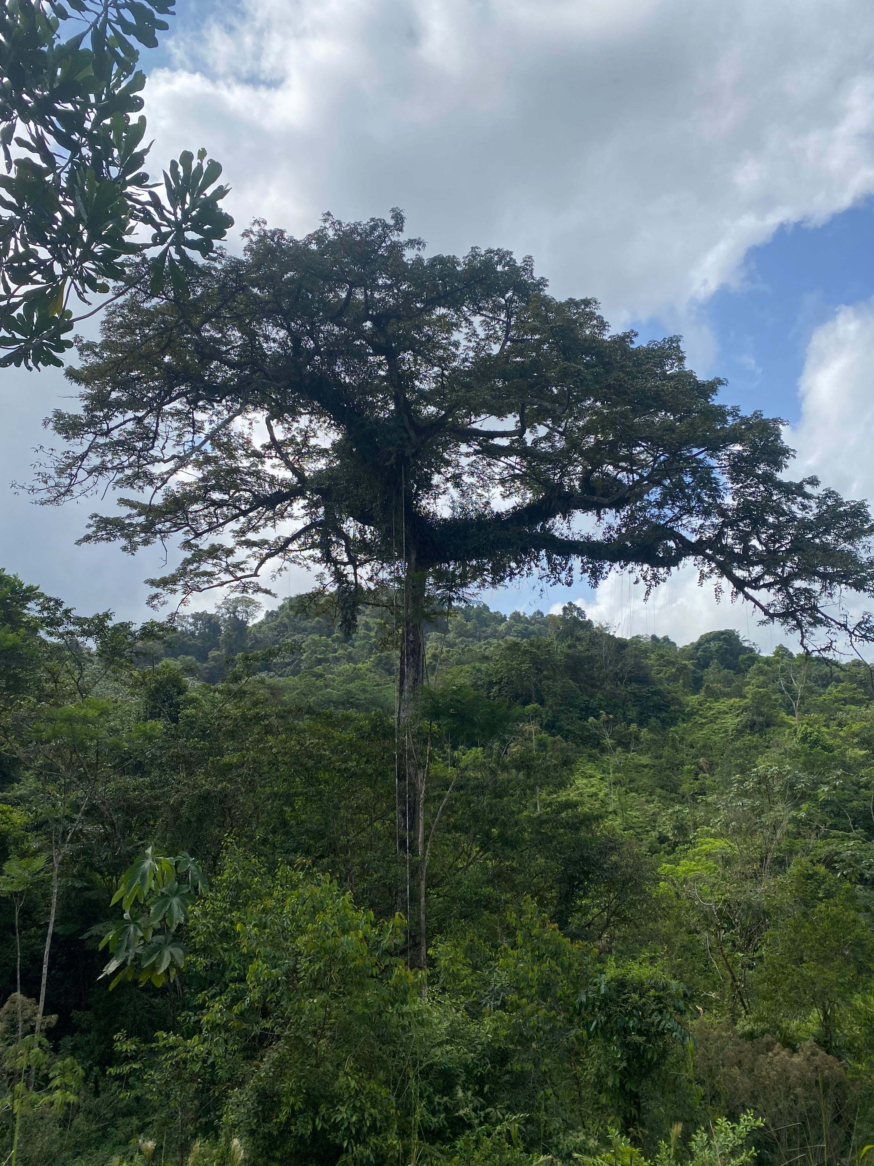 Parque Nacional Paramillo con los Emberá Eyábida