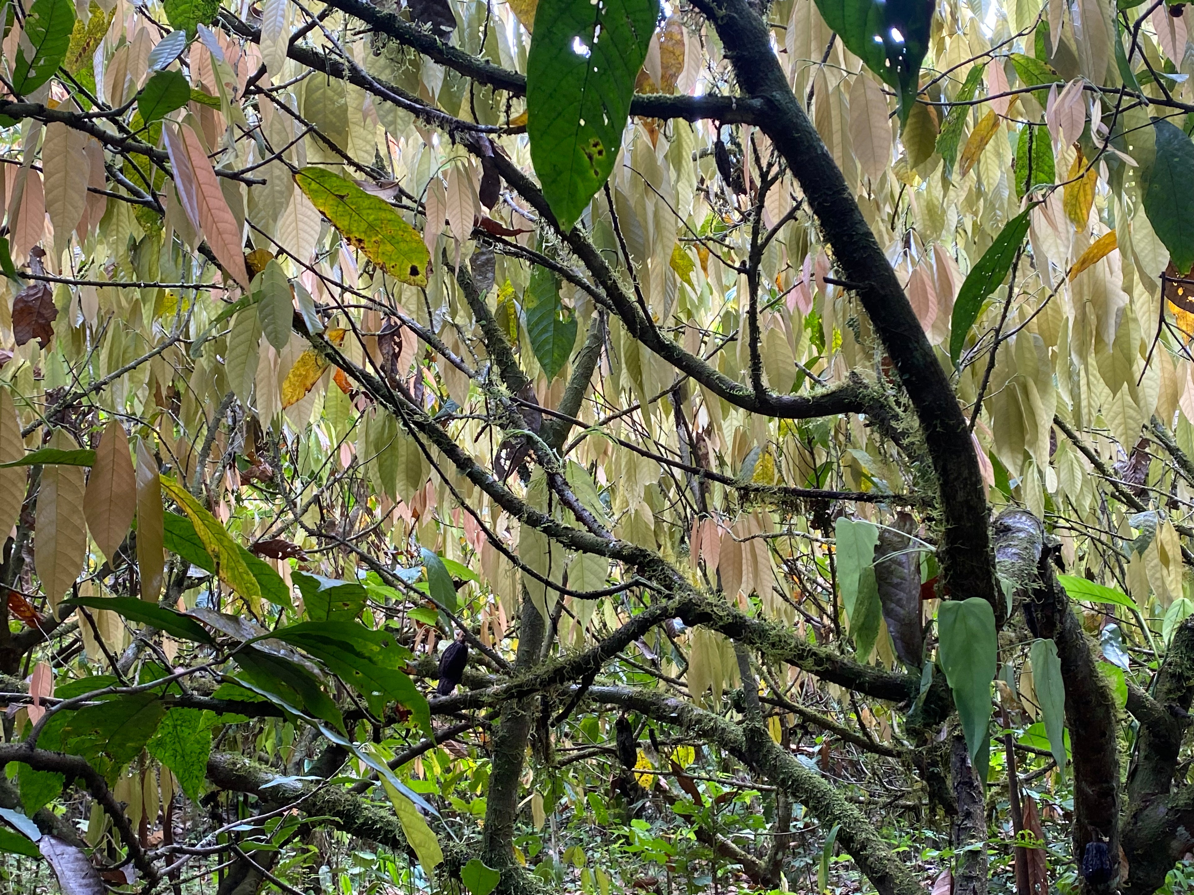 Parque Nacional Paramillo con los Emberá Eyábida