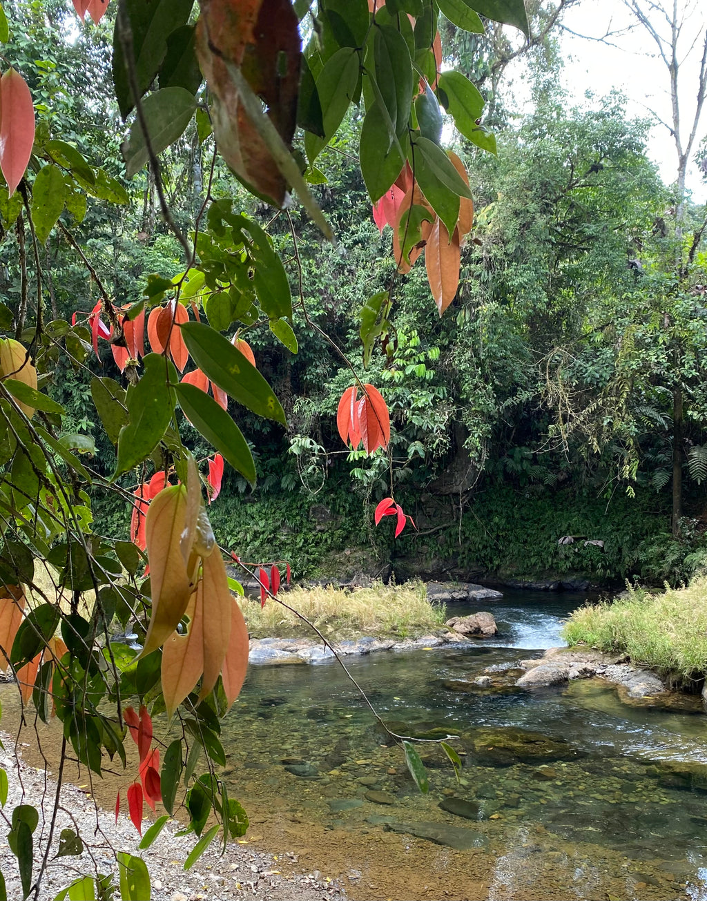 Parque Nacional Paramillo con los Emberá Eyábida