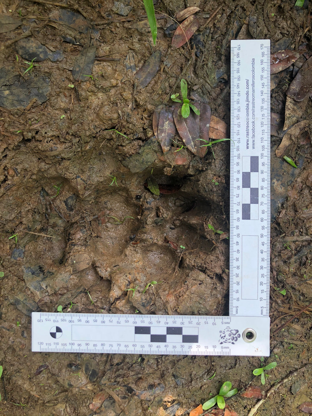 Surikí- reserva de jaguares y reconciliación