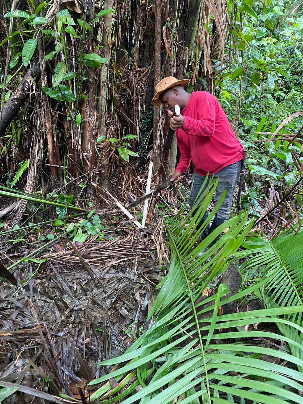 Palmitos del Chocó PLANETA (en conserva sin sal, 220 gr)