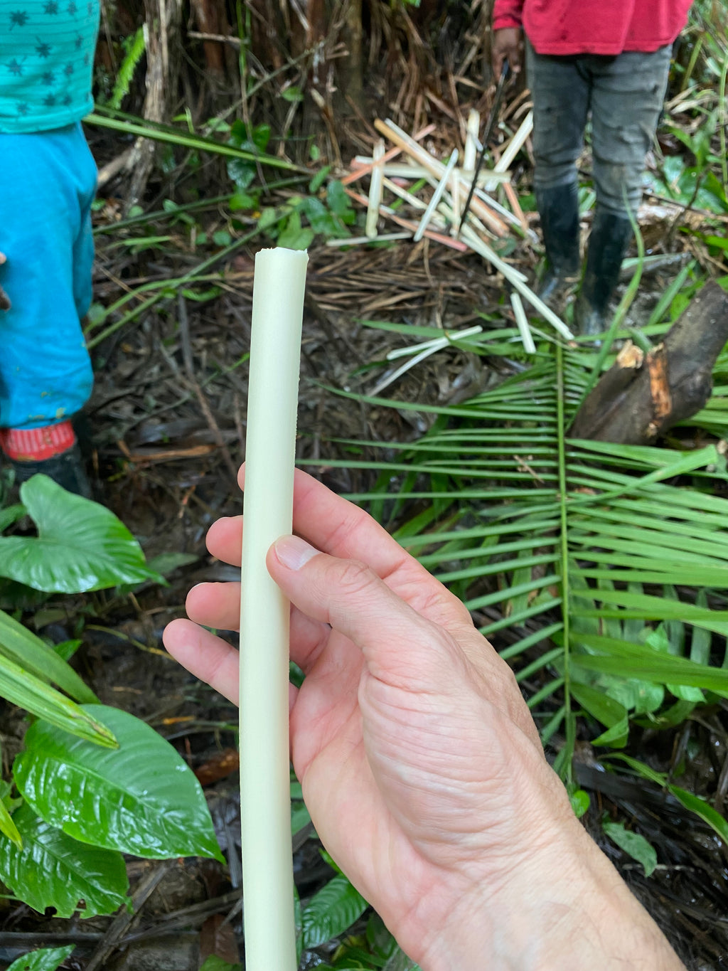 Palmitos del Chocó PLANETA (en conserva sin sal, 220 gr)