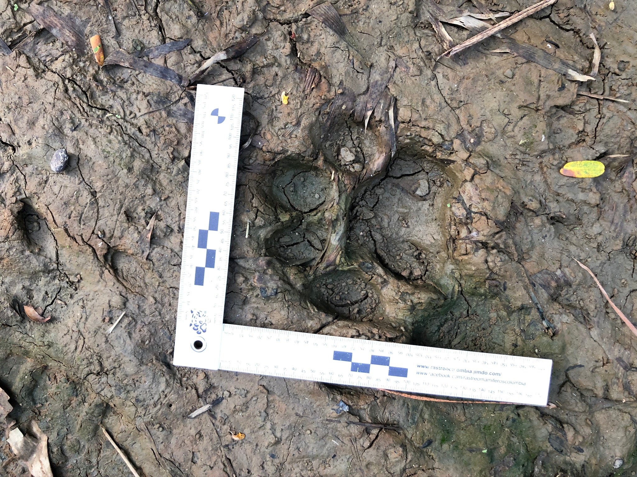 Surikí- reserva de jaguares y reconciliación