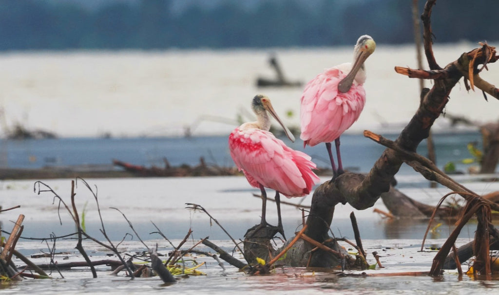 Surikí- reserva de jaguares y reconciliación